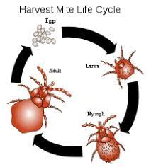 Harvest mites shop cats natural remedies