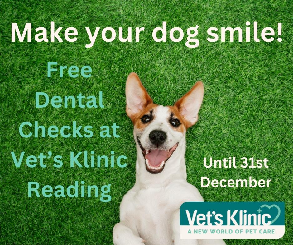 Make your dog smile!