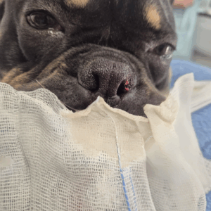 BOAS Surgery
