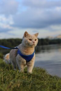 Cat on a lead walking by a river