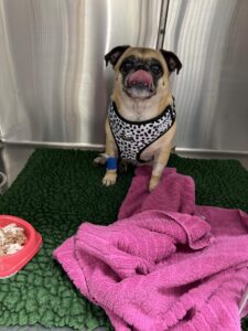 Lilly - BOAS Surgery