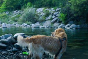 dog by river