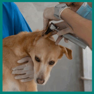 ear exam