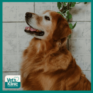 Older Dog