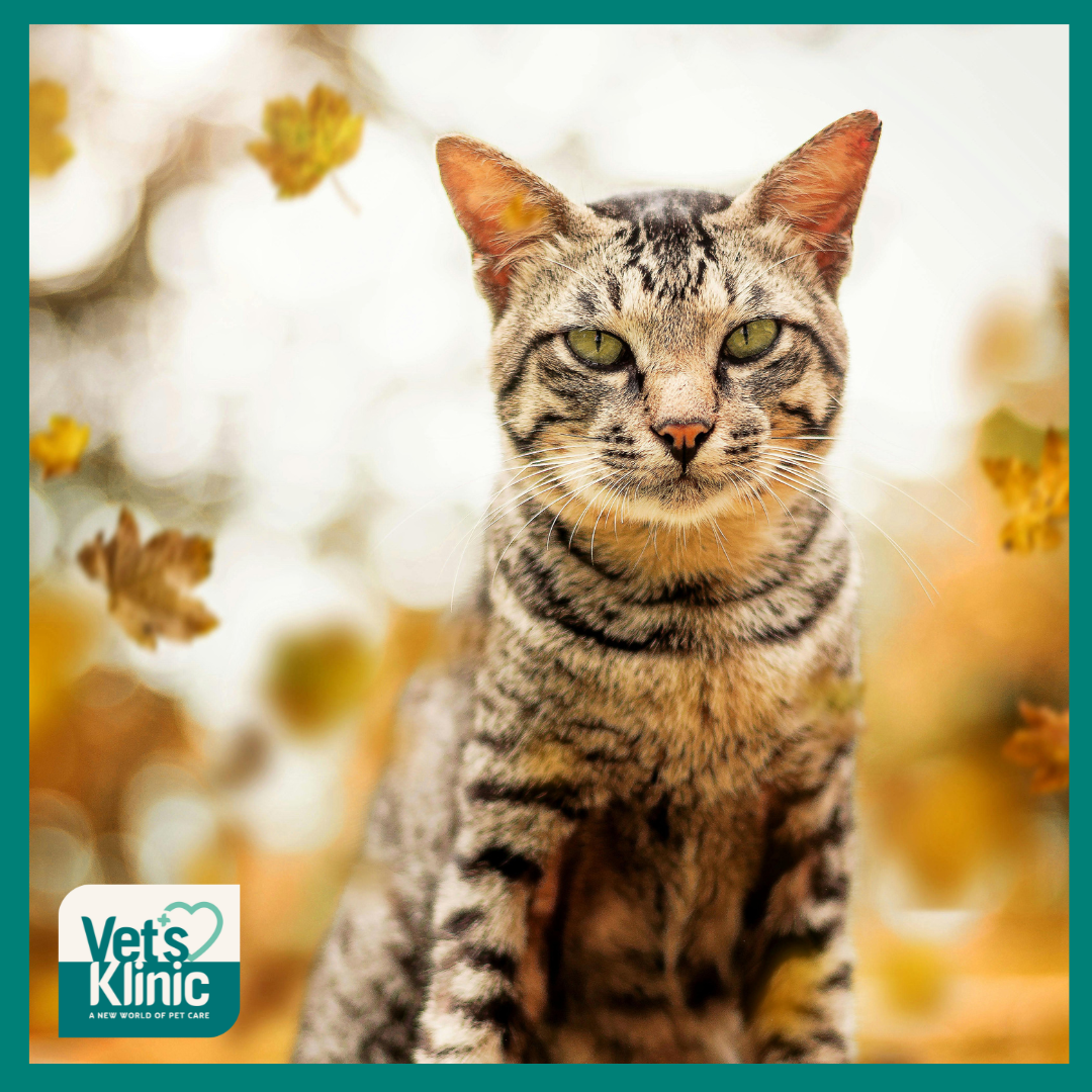 Spotting Arthritis in Pets