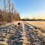 Dog in Frosty Field